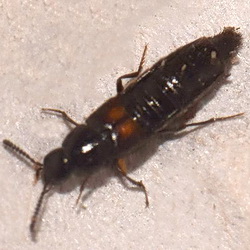 Aleochara bipustulata